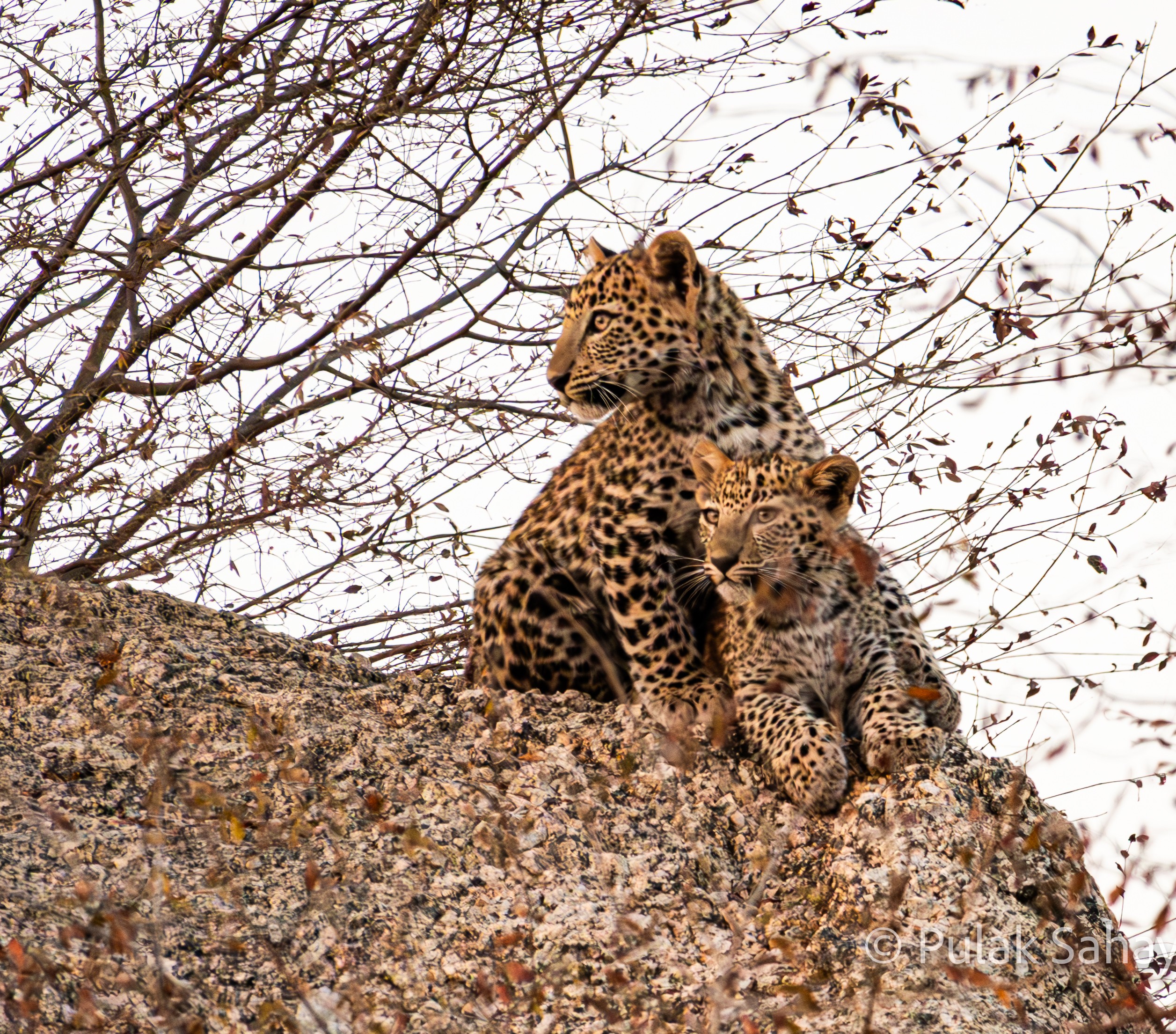 Leopard cubs eye right